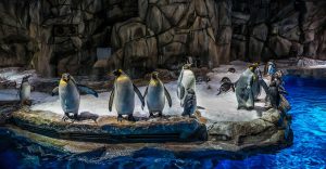 South Pole Encounter at Hong Kong Ocean Park